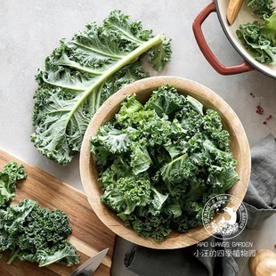 羽叶甘蓝 可食用观叶植物 耐寒 好养易活 阳台 庭院 盆栽植物花苗