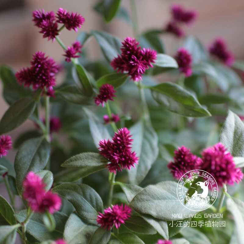 宿根耐寒丰花盆栽花苗川续断夏秋