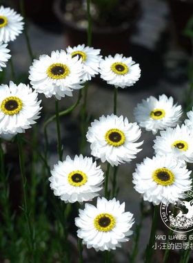 进口永生菊 罗森小丑 白色 春季开花 丰花切花耐寒趣味盆栽植物苗