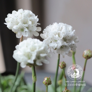 海石竹 细叶版 白色 春季开花 多年生宿根 阳台盆栽 岩石花园花苗
