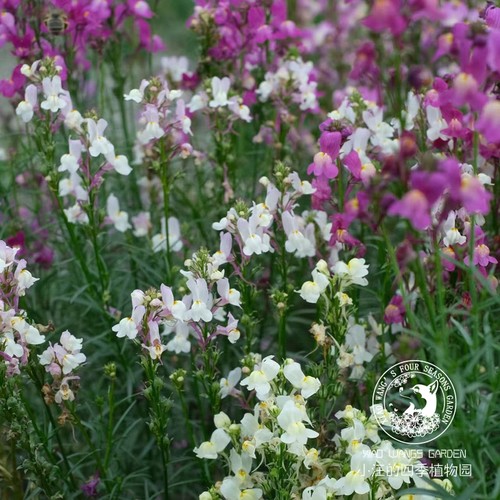 柳穿鱼耐寒好养多年生盆栽