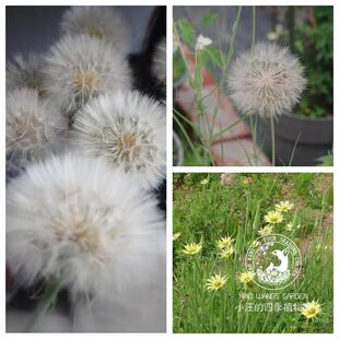巨花蒲公英 婆罗门参 多年生宿根 室外庭院阳台盆栽花卉 植物花苗