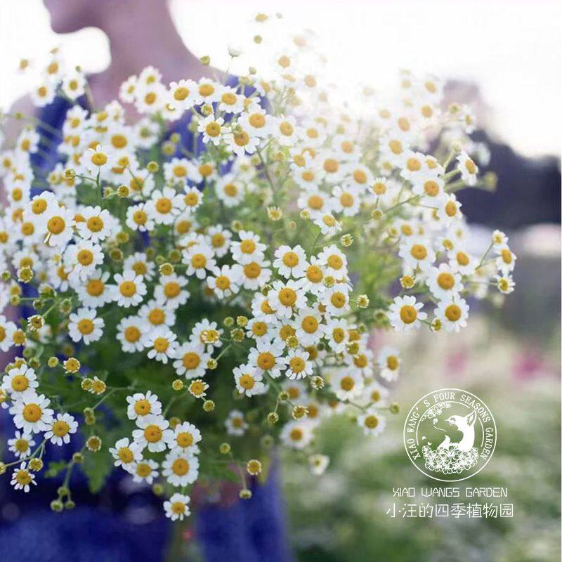 切花洋甘菊 有香味 自然花期长 耐热耐寒 庭院 花镜盆栽 植物花苗