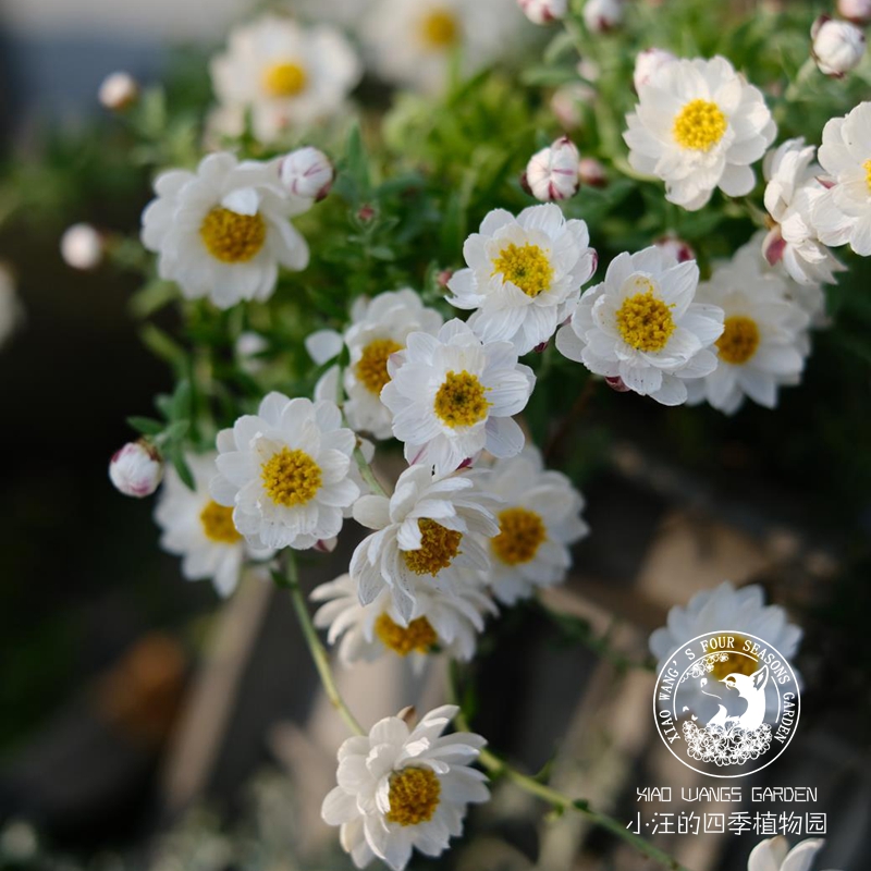 纸鳞托菊多年生春季开花盆栽花苗