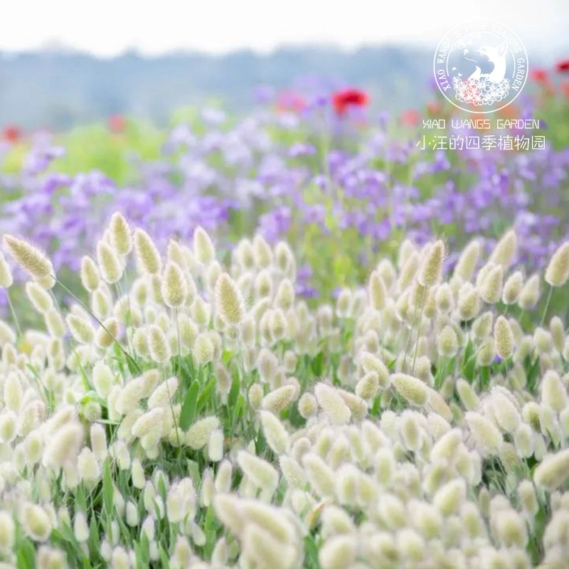 矮生 萌萌兔尾草 兔尾巴观赏草切花干花 花园室内庭院草本盆栽苗,鲜花速递/花卉仿真/绿植园艺,时令草本花卉,淘宝优惠券,粉丝福利购,淘宝优惠卷