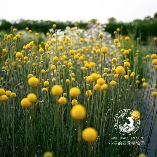澳洲金槌花黄金球庭院花园盆栽苗