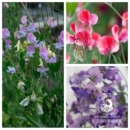 香豌豆盆栽苗月蓝切花植物藤本爬藤阳台多色可选夏秋开花篱笆攀援