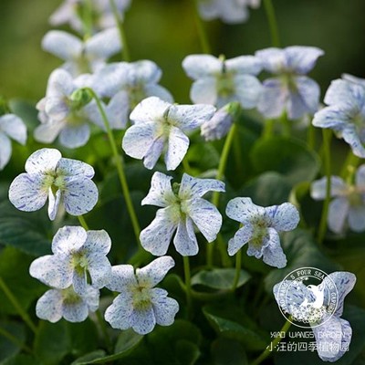 欧洲堇菜雀斑春秋季耐阴耐寒