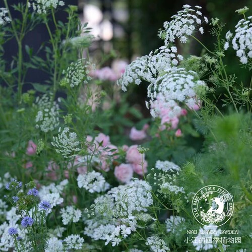 大阿米芹蕾丝花草本花园阳台