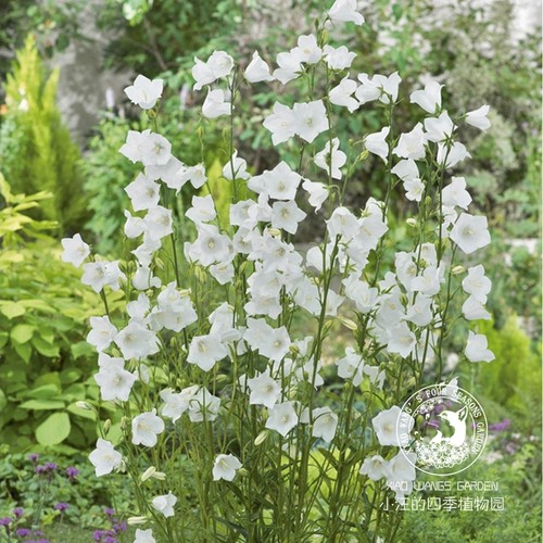 小汪的四季植物园 桃叶风铃草 切花 线性植物盆栽小庭院 春季开花