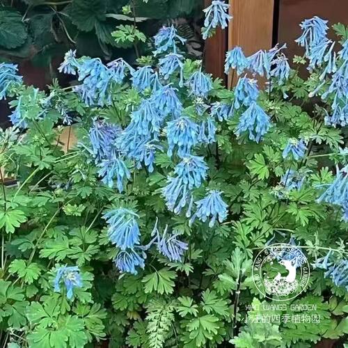 蓝紫堇早春开花耐寒耐半阴盆栽苗