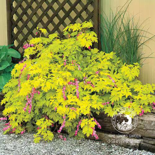 金叶荷包牡丹金心白金盆栽花苗