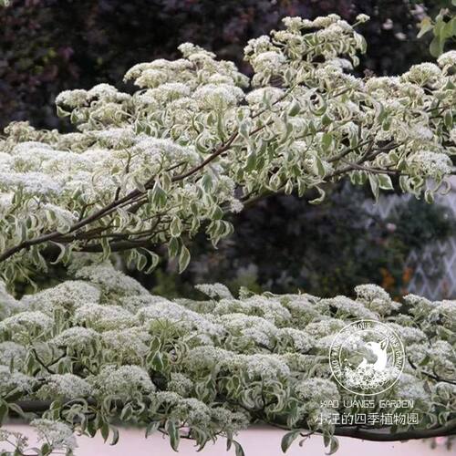 花叶灯台树婚礼蛋糕树盆栽苗
