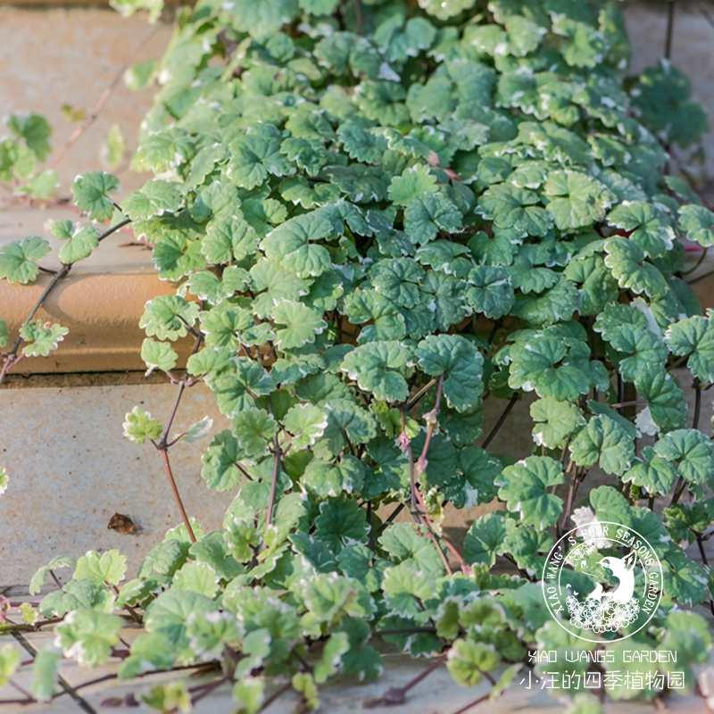 花叶活血丹春季开花常绿