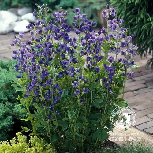 耐旱多年生庭院盆栽植物苗赝靛花