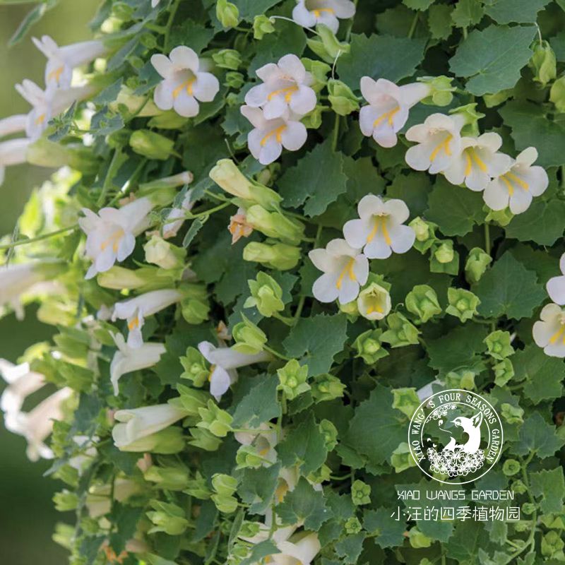 蔓姬金鱼草奶黄春夏开花盆栽