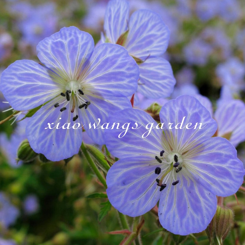 老鹳草 蓝色 多年生草本 耐寒 耐湿 花园庭院 地被植物 盆栽花苗