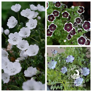 喜林草 婴儿蓝眼 黑便士 五点蝶 阳台花镜耐热耐寒耐阴盆栽植物苗