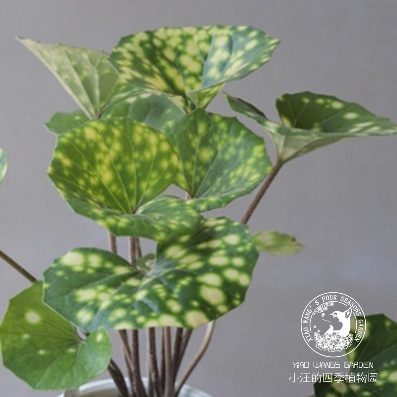 斑叶大吴风草 萤火虫之光 多年生耐寒耐热耐荫常绿花镜地被植物苗