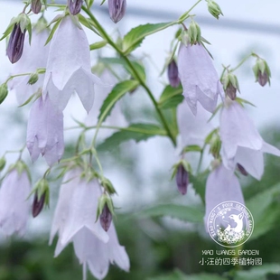 宿根风铃草 葵空 春季开花多年生花园阳台宿根草本植物盆栽花苗