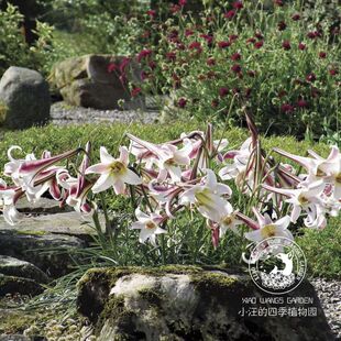 姬高砂百合 台湾百合 矮生 耐热 春季开花 自然野趣植物 盆栽花苗