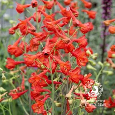 翠雀红灯笼耐寒耐旱春季开花盆栽