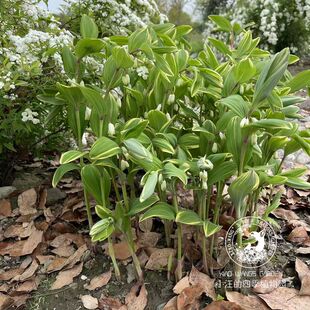 花叶玉竹 山野草 耐寒耐阴 好养易活 阴生花园 多年生 盆栽植物苗