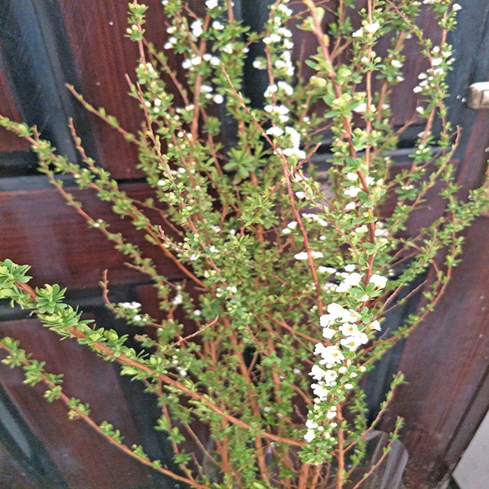 雪柳鲜花基地直供直发云南昆明斗南北京水养家用广州上海同城速递