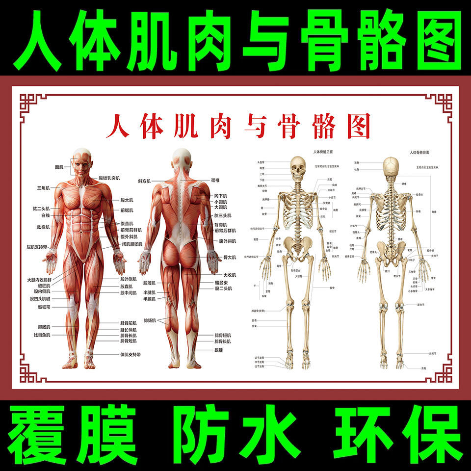 人体肌肉解剖图挂图人体内脏结构图全身器官分布穴位图人体骨骼图