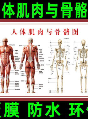 人体肌肉解剖图挂图人体内脏结构图全身器官分布穴位图人体骨骼图