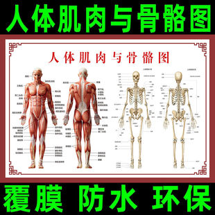 人体肌肉解剖图挂图人体内脏结构图全身器官分布穴位图人体骨骼图