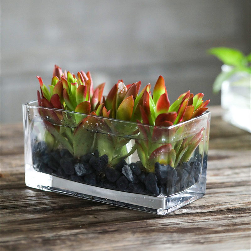 长方形水培观音竹郁金香玻璃瓶