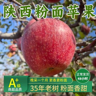 [源头好货]陕西秦冠苹果粉面香甜