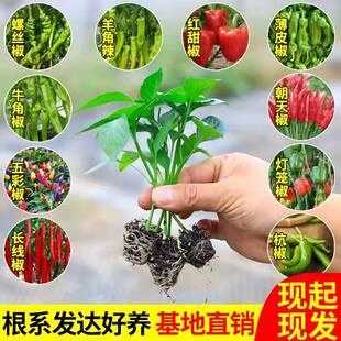 辣椒苗秧苗盆栽青椒高产红线椒螺丝椒阳台四季蔬菜辣椒大全美人椒