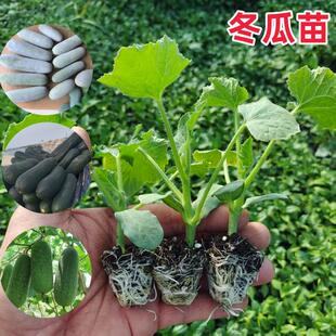 玲珑小冬瓜苗秧高产粉皮大冬瓜早熟迷你小冬瓜种子黑皮新品种冬瓜