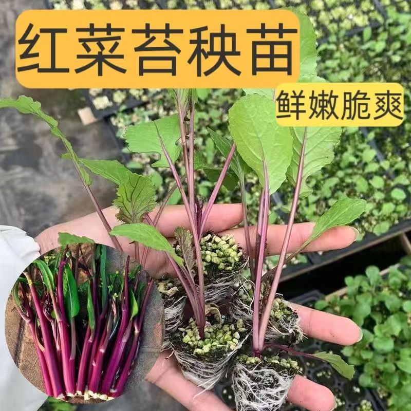 四季红菜苔苗早熟甜菜苔种子