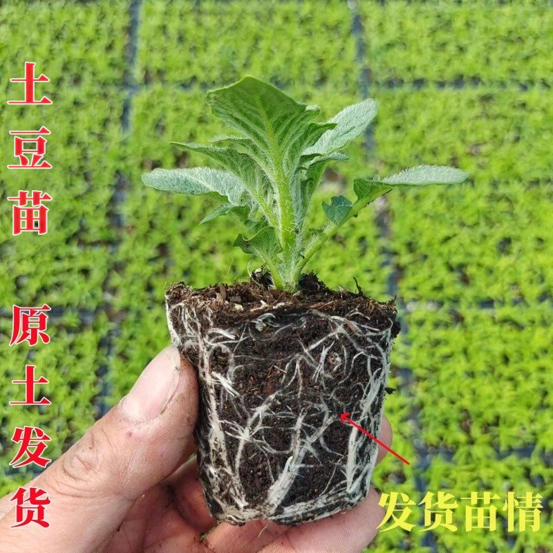 高产土豆苗黄金土豆黄皮黄心黑金刚土豆种子盆栽农家种植带土发货