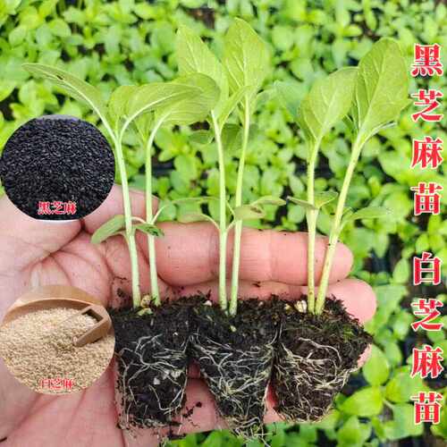 盆栽种子优质农家高油黑芝麻苗