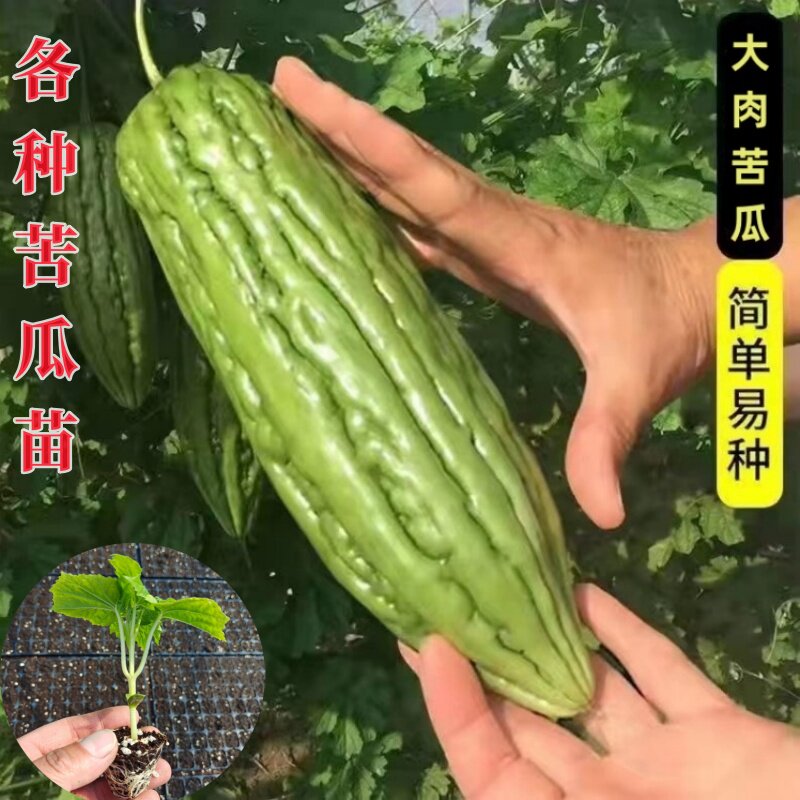 高产大肉苦瓜苗春季爬藤长绿蔬菜苗白苦瓜秧苗带土苗白玉苦瓜种子