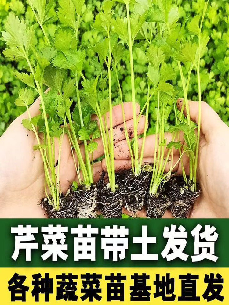 四季芹菜苗子盆栽实心芹菜种子耐寒白芹菜秧苗西芹穴盘苗小香芹苗