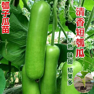 瓠子瓜苗早熟清香短瓠瓜秧苗春季高产蔬菜瓜果苗香飘瓜爬藤长青瓜