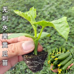 无刺水果黄瓜苗荷兰迷你小黄瓜秧苗四季盆栽阳台黄瓜种子带土发货