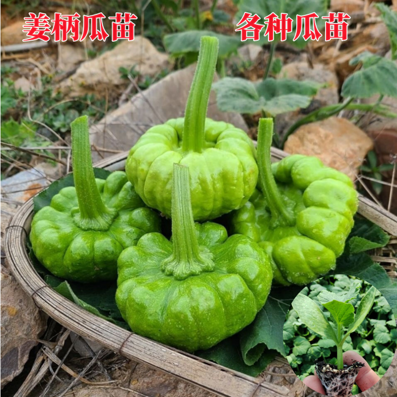 姜柄瓜苗春季蔬菜苗小南瓜秧苗农家庭院种植甜面瓜种云南七叶瓜苗
