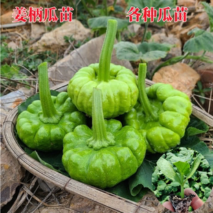 姜柄瓜苗春季蔬菜苗小南瓜秧苗农家庭院种植甜面瓜种云南七叶瓜苗