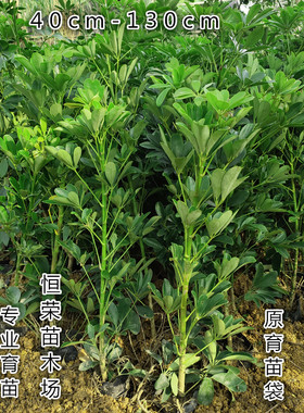 大型鸭脚木盆栽四季常青客厅绿植鸭掌木八方来财七叶莲招财树网红