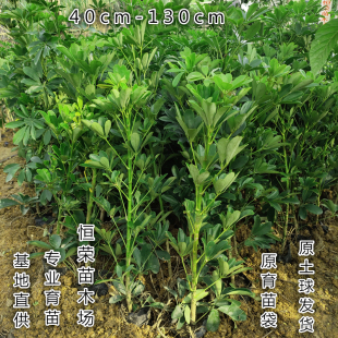 大型鸭脚木盆栽四季常青客厅绿植鸭掌木八方来财七叶莲招财树网红