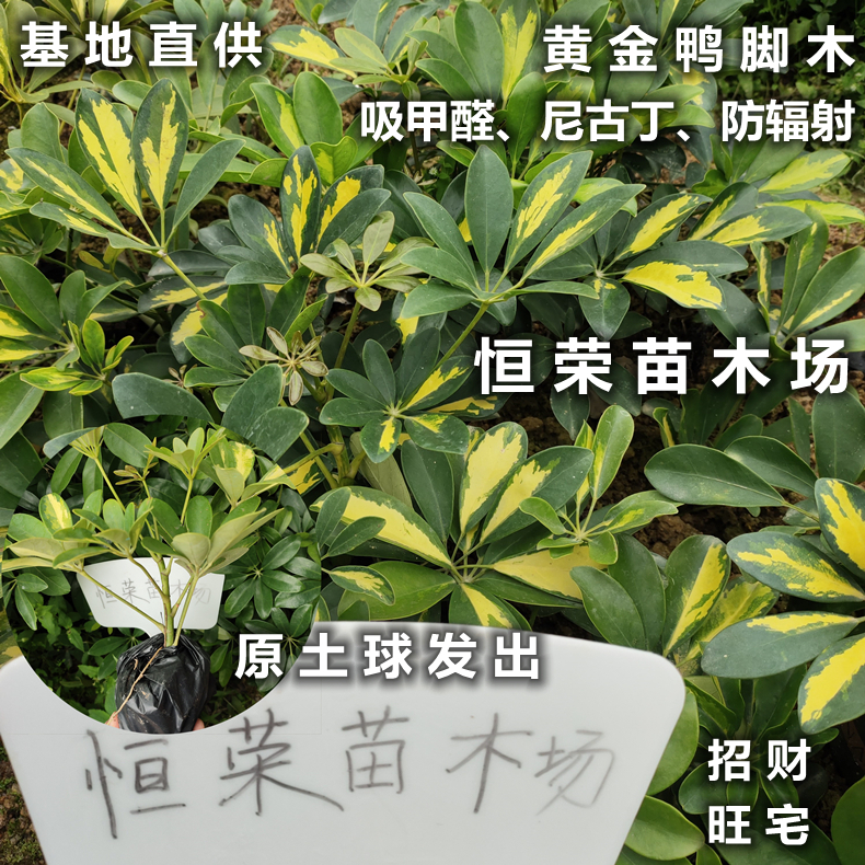 黄金叶鸭脚木盆栽花叶鸭掌木绿植八方来财鹅掌柴招财树阳台室内外