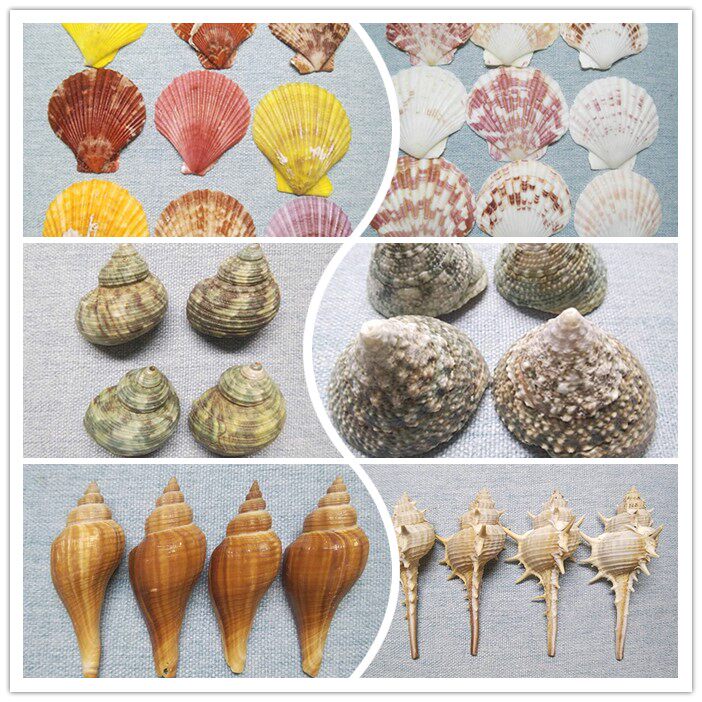 北海 天然小海螺贝壳刺螺绿色塔螺蝾螺彩色扇贝小香黄螺鱼缸造景