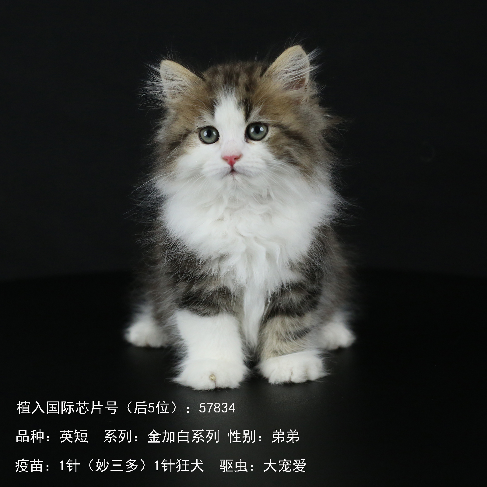 广东英短纯种金加白猫幼猫长毛猫幼崽活物猫咪纯种矮脚猫咪活体