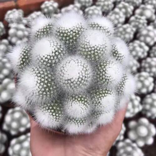 新品实生仙人球软刺不扎手 白小丁群生 白毛易养美观多肉植物盆栽